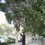 Samuel admirant un arbre ^ ^